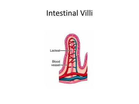 Intestinal Villi.