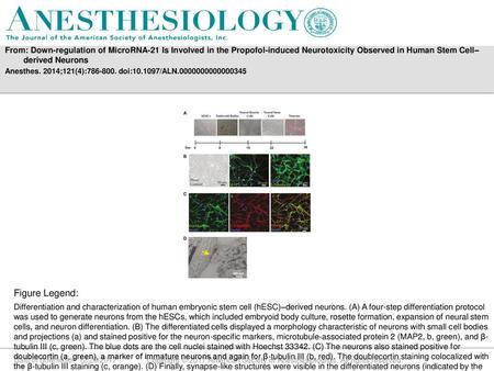 From: Down-regulation of MicroRNA-21 Is Involved in the Propofol-induced Neurotoxicity Observed in Human Stem Cell–derived Neurons Anesthes. 2014;121(4):786-800.