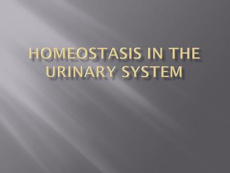 Homeostasis in the urinary system