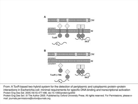 Fig. 1. The ToxR-based two-hybrid system for the detection of protein–protein interactions in the E.coli periplasm (A) and cytoplasm (B). In fusion with.