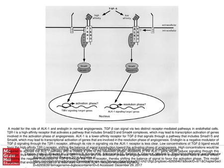 A model for the role of ALK-1 and endoglin in normal angiogenesis