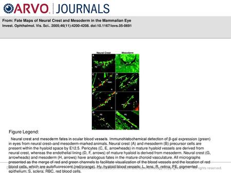 From: Fate Maps of Neural Crest and Mesoderm in the Mammalian Eye