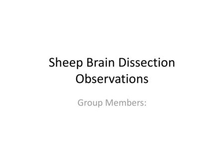 Sheep Brain Dissection Observations