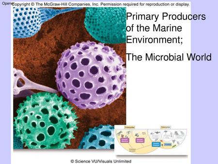 Primary Producers of the Marine Environment;