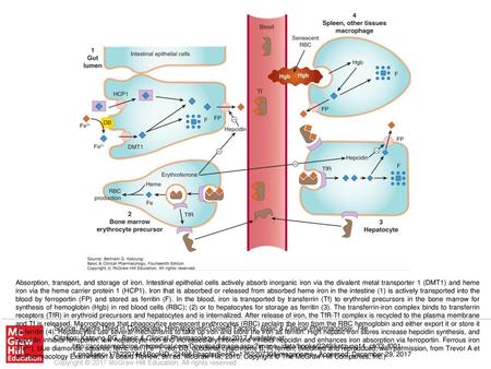 Absorption, transport, and storage of iron