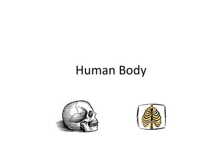 Human Body.