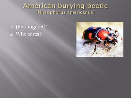 American burying beetle (Nicrophorus americanus)