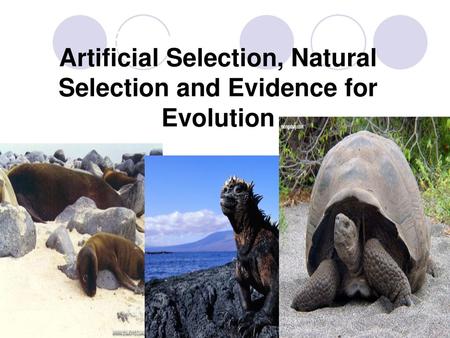 Artificial Selection, Natural Selection and Evidence for Evolution