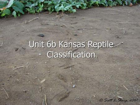 Unit 6b Kansas Reptile Classification