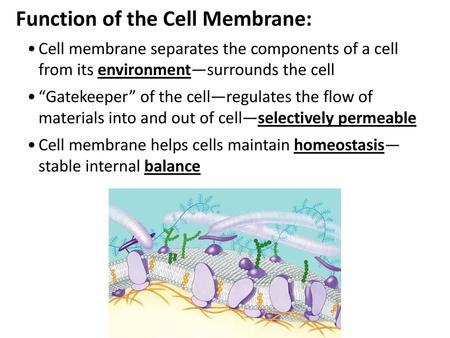 Function of the Cell Membrane: