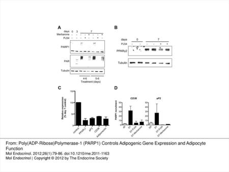 Fig. 4. PAR formation is dependent on topoisomerase II activity and required for PARP1 chromatin recruitment. A, 3T3-L1 preadipocytes were differentiated.