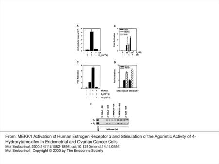 Figure 1. Enhancement of ERα activity by Constitutively Active MEKK1 in Endometrial Cancer Cells A, Ishikawa cells were transfected with 0.5 μg EREe1bCAT.