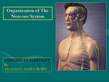 Organization of The Nervous System