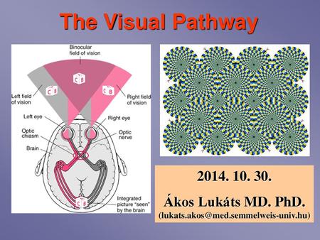 Ákos Lukáts MD. PhD. (lukats.akos@med.semmelweis-univ.hu) The Visual Pathway 2014. 10. 30. Ákos Lukáts MD. PhD. (lukats.akos@med.semmelweis-univ.hu)