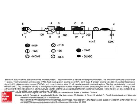 Structural features of the p53 gene and its encoded protein