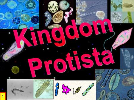 Kingdom Protista 1.