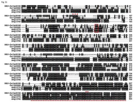 * * * Fig. S1 XB21-Os12g36180 Os11g43950 At4g12770 At4g