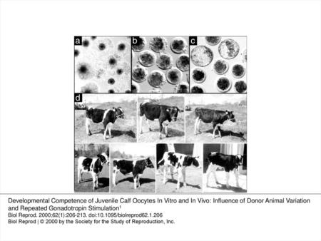 Fig. 1 a) Juvenile calf oocytes after IVM; b) cleavage-stage embryos 96 h postinsemination; c) in vitro-developed blastocysts; and d) 4 male and 3 female.