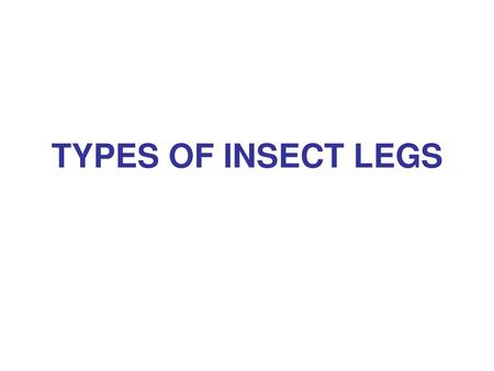 TYPES OF INSECT LEGS.