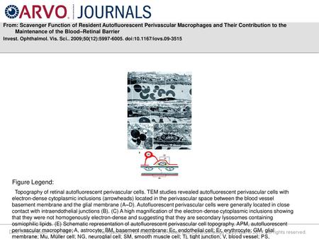 From: Scavenger Function of Resident Autofluorescent Perivascular Macrophages and Their Contribution to the Maintenance of the Blood–Retinal Barrier Invest.