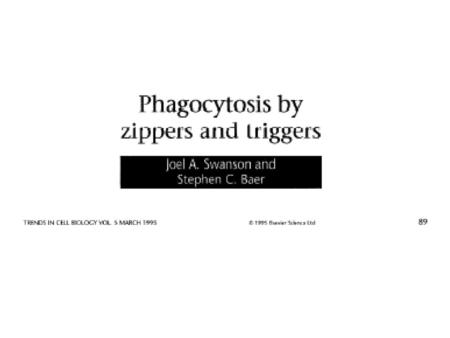 Zipper Mechanism Ingestion occurs by sequential engagement of the phagocyte membrane with the particle surface. Pseudopod advance proceeds no further.