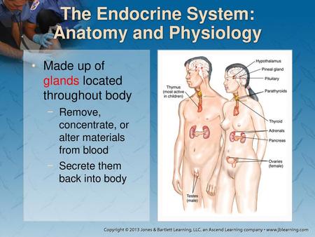 The Endocrine System: Anatomy and Physiology