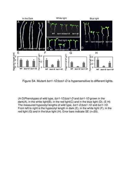 Hypocotyl length (cm) WT   bzs1-D  bzr1-1D In the Dark Red Light