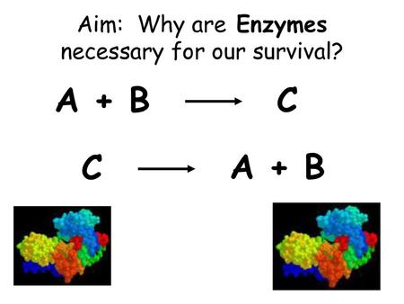 Aim: Why are Enzymes necessary for our survival?