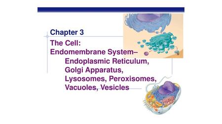 The Cell: Endomembrane System–