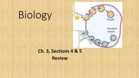 Biology Ch. 3, Sections 4 & 5 Review.