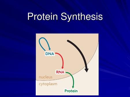 Protein Synthesis.