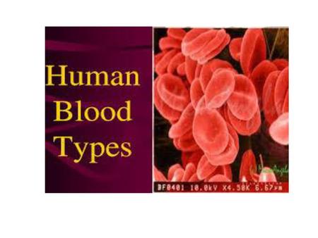 What are the 4 human blood types?