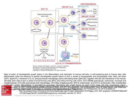 Sites of action of hematopoietic growth factors in the differentiation and maturation of marrow cell lines. A self-sustaining pool of marrow stem cells.