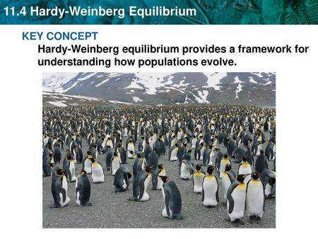 KEY CONCEPT Hardy-Weinberg equilibrium provides a framework for understanding how populations evolve.