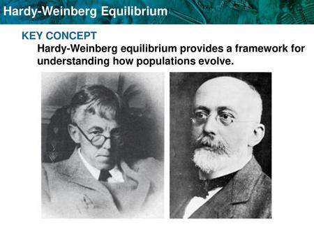 KEY CONCEPT Hardy-Weinberg equilibrium provides a framework for understanding how populations evolve.