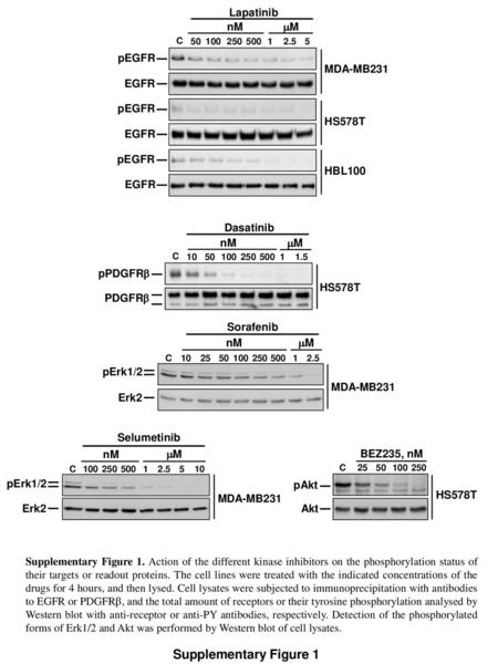 Supplementary Figure 1 Lapatinib nM mM pEGFR MDA-MB231 EGFR pEGFR