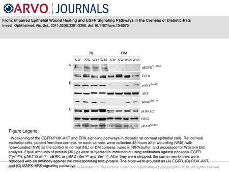 Invest. Ophthalmol. Vis. Sci ;52(6): doi: /iovs Figure Legend: