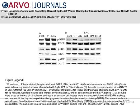 From: Lysophosphatidic Acid Promoting Corneal Epithelial Wound Healing by Transactivation of Epidermal Growth Factor Receptor Invest. Ophthalmol. Vis.