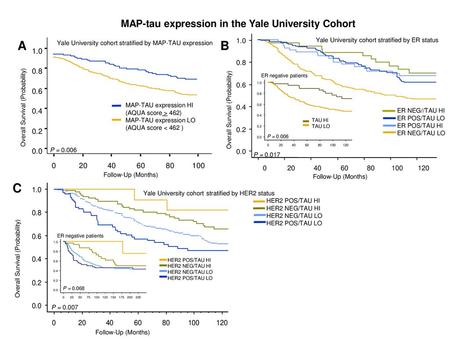 MAP-tau expression in the Yale University Cohort