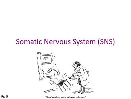 Somatic Nervous System (SNS)