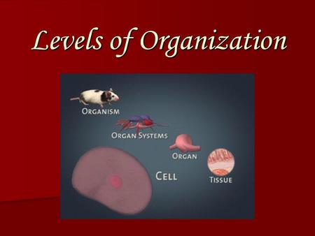 Levels of Organization