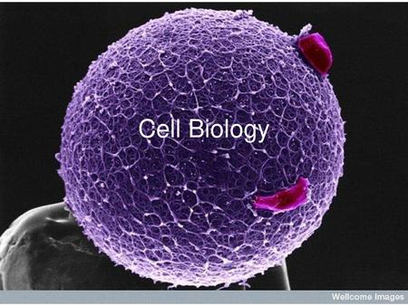 Cell Biology.