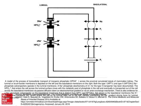 A model of the process of transcellular transport of inorganic phosphate (HPO42- ) across the proximal convoluted tubule of mammalian kidney. The luminal.