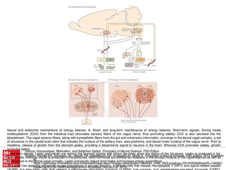 C. The arcuate neurons shown in part B project to multiple regions of the hypothalamus. The paraventricular nucleus (PVN) is a convergence zone for many.