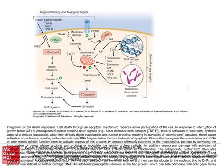 Integration of cell death responses