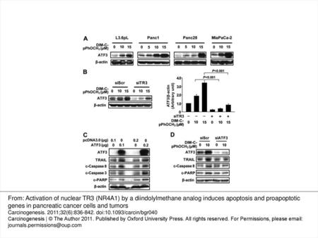 Fig. 4. TR3-dependent induction of ATF3 by DIM-C-pPhOCH 3 in human pancreatic cancer cells. ( A ) Induction of ATF3 by DIM-C-pPhOCH 3