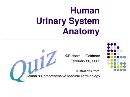 Human Urinary System Anatomy