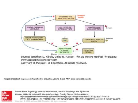 Negative feedback responses to high effective circulating volume (ECV)