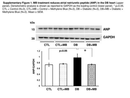 ANP GAPDH CTL CTL+MB DB DB+MB CTL CTL+MB DB DB+MB