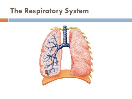 The Respiratory System